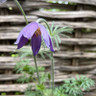 Pulsatilla vulgaris 1ltr