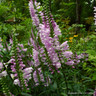 Veronica longifolia First Kiss 1ltr