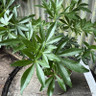 Choisya ternata 'Greenfingers' 5L