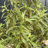 Cistus purpureus (2L)