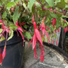 Fuchsia 'Riccartonii' (3ltr)