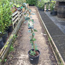 Garrya elliptica 100-125cm (10L)