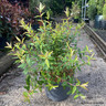 Hypericum 'Hidcote'