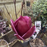 Magnolia 'Genie'