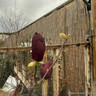 Magnolia 'Genie'