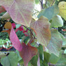 Cercis canadensis 'Eternal Flame' (80-100cm)