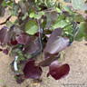 Cercis canadensis 'Merlot'