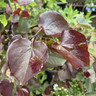 Cercis canadensis 'Merlot'