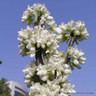 Cercis chinensis 'Shirobana' 60-80cm
