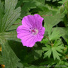 Geranium ‘Russell Prichard’ 1ltr pot