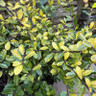 Ilex crenata 'Golden Gem' - 2ltr pot