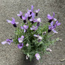 Lavandula Anouk (French Lavender) (p15)