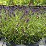Lavender angustifolia 'Hidcote' (p12)