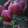 Magnolia 'Black Tulip'