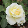 Elina - Hybrid Tea Rose