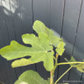 Ficus carica 'Brown Turkey' 1.2-1.5m trellis (20L)
