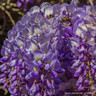 Wisteria 'Grande Diva' 1.5-1.75cm (7L)