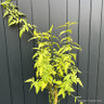 Jasminum officinale (Jasmine)- 1.4 metre trellis