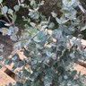 Eucalyptus gunnii 200-250cm