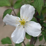 Clematis 'Montana Grandiflora' 1.2-1.5m (7L)