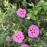 Cistus purpureus