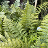 Dryopteris flix-mas  7.5L