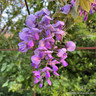 Wisteria venusta 'Okayama' 2.4m trellis (35ltr)