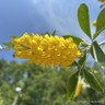 Cytisus battandieri (Pineapple Broom) 1.5m trellis (20ltr)