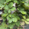 Akebia quinata