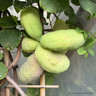 Akebia quinata