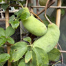 Akebia quinata