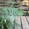 Dicksonia antarctica  7.5L