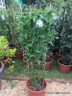 Jasminum 'Clotted Cream' (Jasmine)