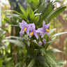 Solanum Glasnevin 1.5-1.75m (7L)