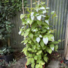 Actinidia 'Kolomikta' 1.2-1.5m trellis (20L)