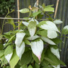 Actinidia 'Kolomikta' 1.2-1.5m trellis (20L)
