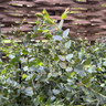 Eucalyptus Parvifolia 1.75-2m (35L)