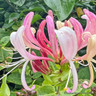 Lonicera Belgica (Dutch Honeysuckle) 1-1.25m