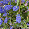 Ceanothus 'Concha' - 1.5m trellis (20L)