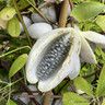 Akebia 'Cream Form'
