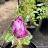 Blue for You - Floribunda Rose
