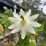 Passiflora 'Snow Queen' sq