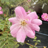Magic Carpet - Ground Cover Rose