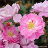 Magic Carpet - Ground Cover Rose