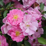 Magic Carpet - Ground Cover Rose
