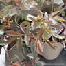 Rosa Rubrifolia (glauca) - Shrub Rose