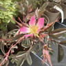Rosa Rubrifolia (glauca) - Shrub Rose