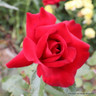 Thinking of You - Hybrid Tea Rose