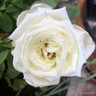 'Child of Mind' - Patio Rose