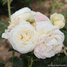 'Child of Mind' - Patio Rose